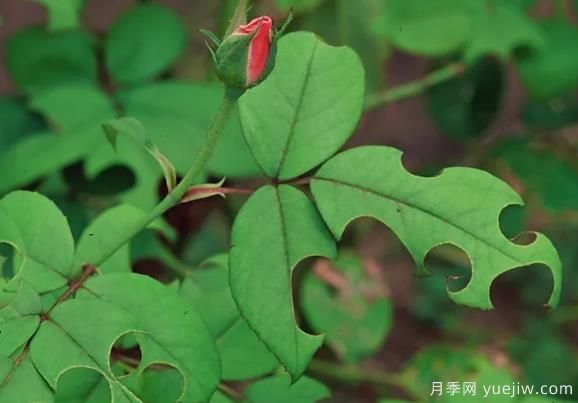 3招驅(qū)趕切葉蜂，再也不會啃月季的葉片(圖1)