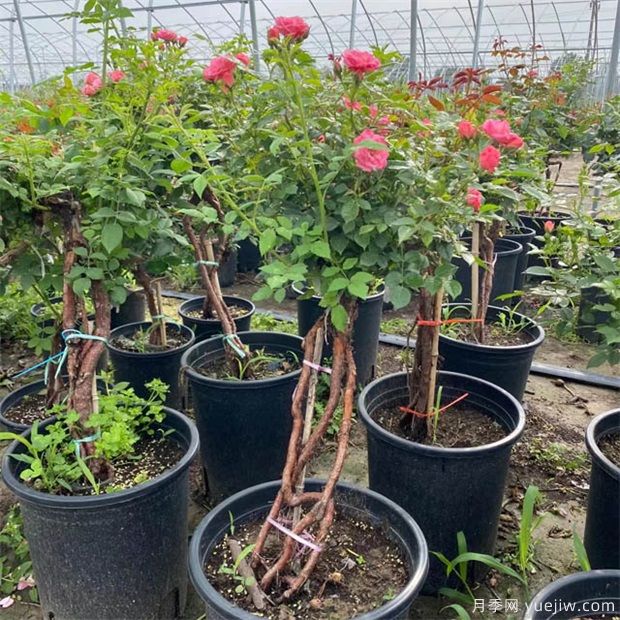 盆景花木常用樹(shù)種及習(xí)性介紹(圖1)