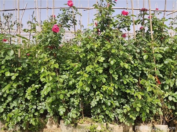 月季花苗干枯之后如何救活？(圖1)