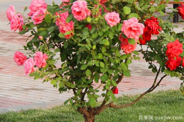 月季樹苗大概多少錢一棵？南陽(yáng)產(chǎn)地價(jià)格美麗(圖1)