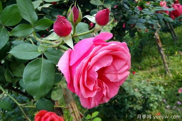 月季樹苗大概多少錢一棵？南陽(yáng)產(chǎn)地價(jià)格美麗(圖2)