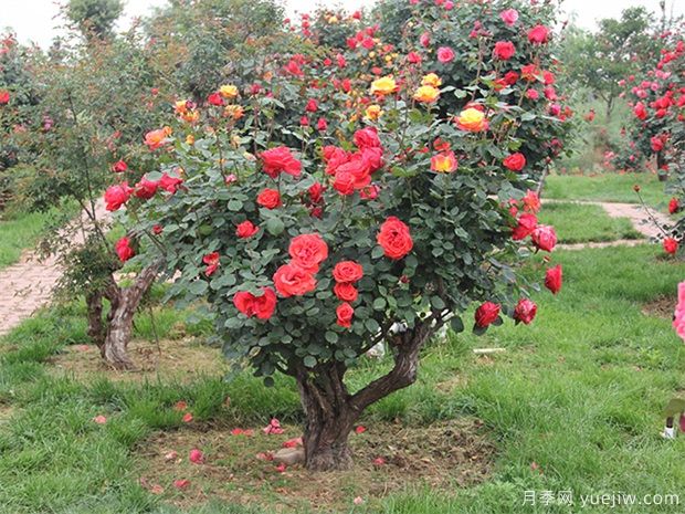 樹(shù)型月季花嫁接哪個(gè)品種好？(圖1)