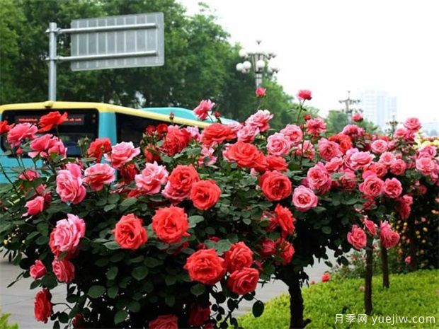 苗木價格變化快，如何抓住機(jī)會賣出高價(圖1)