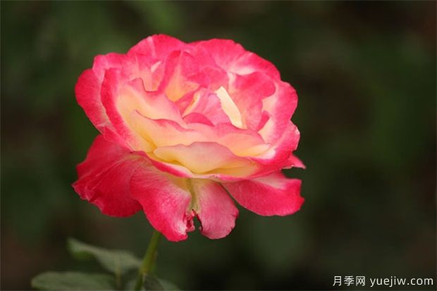 怎樣預(yù)防月季黑斑??？(圖1)
