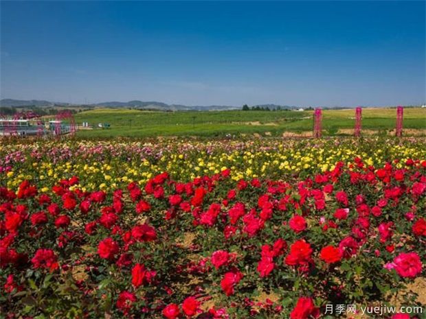 如何區(qū)別月季、玫瑰、薔薇(圖1)