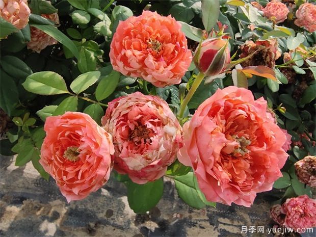月季網(wǎng)：怎樣栽培月季花？(圖1)