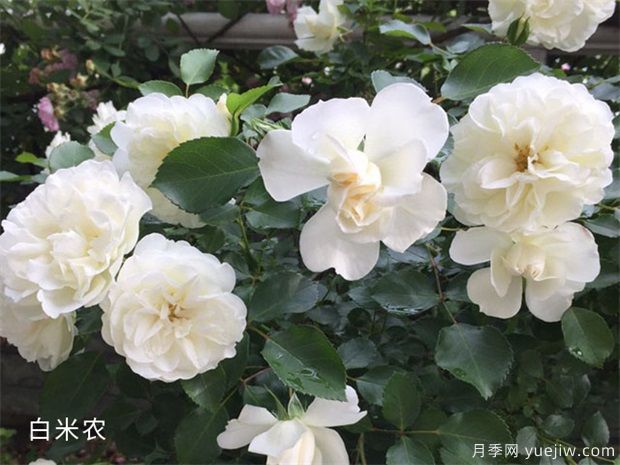 因花香而備受推崇的18個白色花卉(圖1)