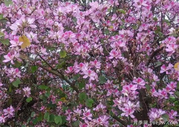 南方城市道路兩邊的觀(guān)花主力軍！(圖1)