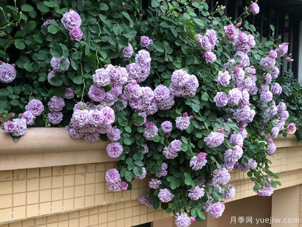藍(lán)色陰雨?和?藍(lán)色?風(fēng)暴，哪個(gè)月季花更優(yōu)秀？(圖2)