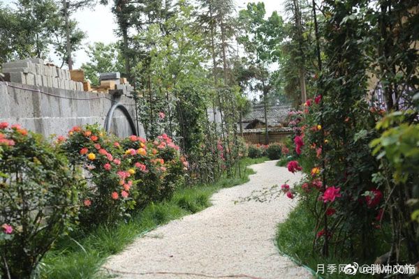 月季與美麗鄉(xiāng)村：保山騰沖老寨子，花在我眼前盛開(圖2)