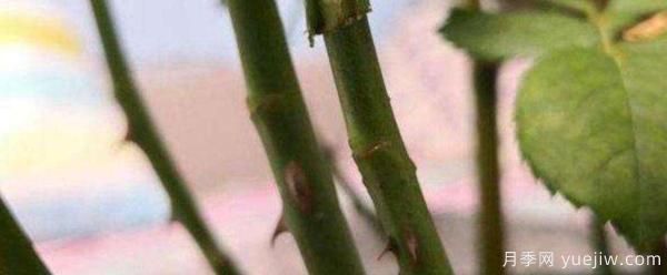 小青桿樹狀月季栽培如何管理？嫁接怎么做？(圖1)