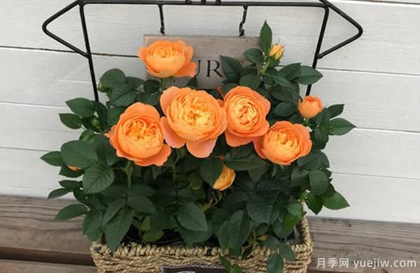 盆栽月季，選擇花盆也是一種大學(xué)問，看你是否也選的一樣(圖1)