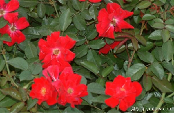 導(dǎo)致樹(shù)狀月季老化的要素有什么？(圖1)