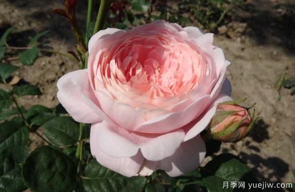 如何根據(jù)葉子的情況來判斷樹狀月季的生長(zhǎng)狀況？(圖1)