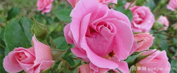盆栽月季花，在不同時(shí)節(jié)，養(yǎng)育有什么注意點(diǎn)？(圖1)