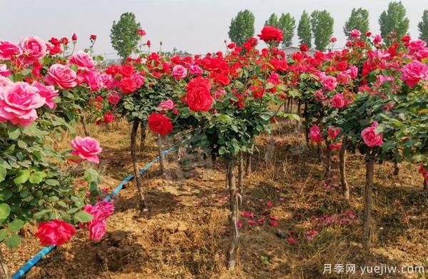 南北地區(qū)栽種樹狀月季應該注意哪些？(圖1)