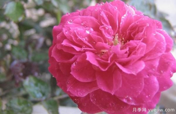 花樣苗木講述，光照對月季花花期有什么影響呢？(圖1)