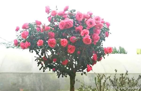 景觀月季花謝之后，如何養(yǎng)護(hù)可以二次花開？(圖1)