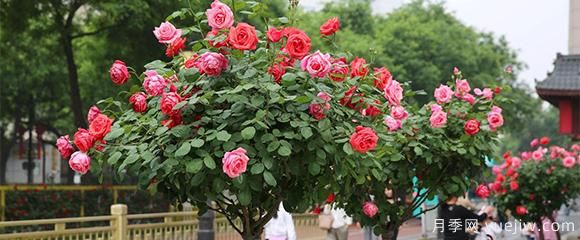月季花五顏六色，什么會影響樹狀月季花的顏色呢？(圖1)
