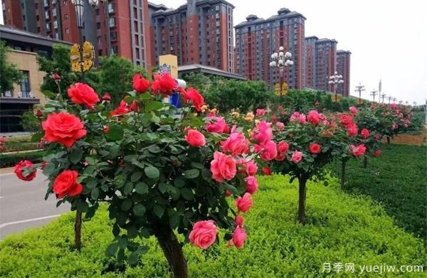 怎樣讓我們的月季， 每個月都開能開大花？(圖1)