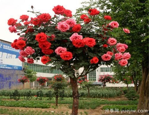 月季花遇到鉆蛀型害蟲，該怎么解決呢？(圖1)