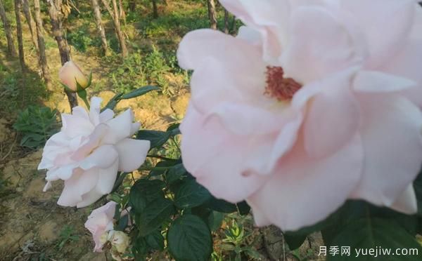 開(kāi)封樹(shù)狀月季選購(gòu)辦法？以及它的嫁接辦法(圖1)