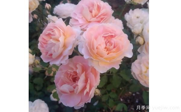 樹狀月季花矮小，這樣做讓它成長(圖1)