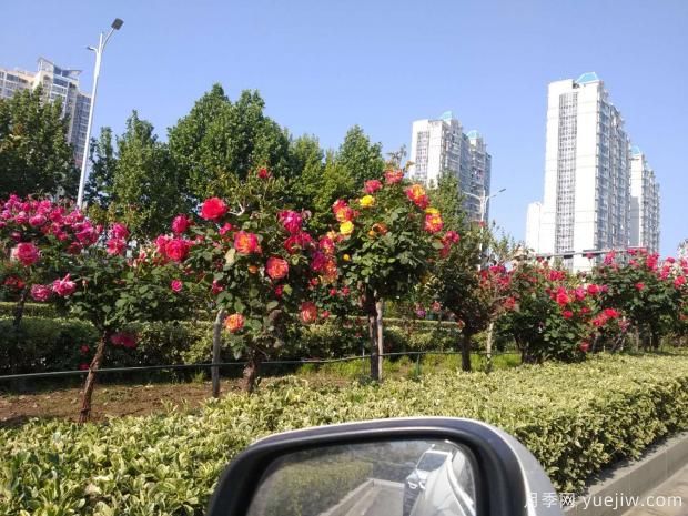 天快熱了，粉色樹狀月季的盆栽技術(shù)該如何養(yǎng)呢？(圖1)