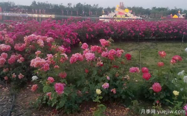 如何防止樹狀月季會(huì)變形呢？南陽月季小編分享(圖1)