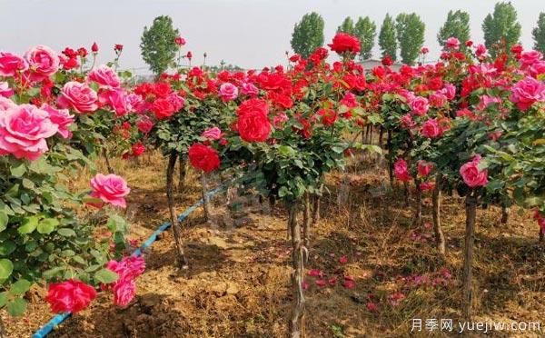 樹(shù)狀月季的養(yǎng)護(hù)、修剪以及光照養(yǎng)護(hù)小知識(shí)！(圖1)