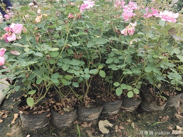 盆栽月季在栽植過程中如何處理呢？(圖1)