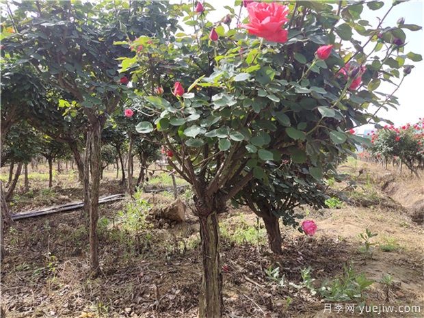 樹狀月季花在春夏秋冬四個季節(jié)，修剪的辦法是什么(圖1)