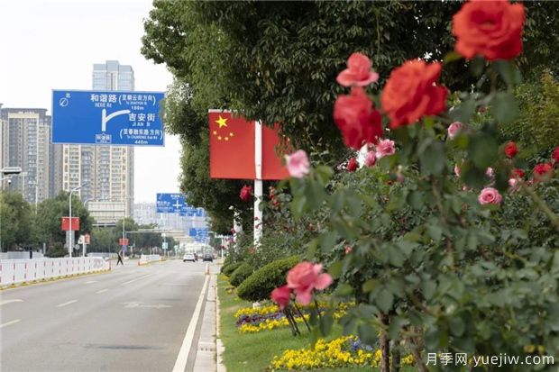 昆明上千株月季俏立呈貢街頭，與您共赴COP15盛會！(圖1)