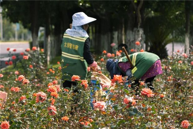 昆明上千株月季俏立呈貢街頭，與您共赴COP15盛會！(圖2)
