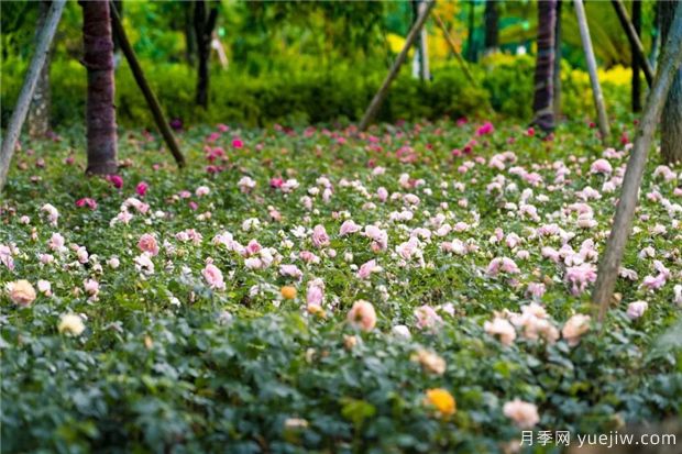 昆明上千株月季俏立呈貢街頭，與您共赴COP15盛會！(圖4)