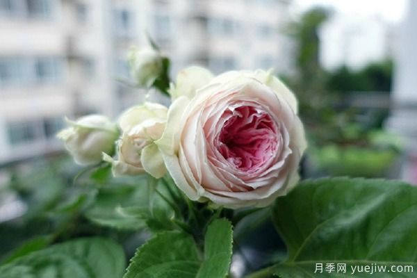 推薦6種月季非常好養(yǎng)，抗病能力超強(圖4)