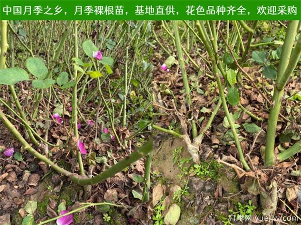 養(yǎng)護(hù)注意4點(diǎn)，提高月季裸根苗的成活率(圖1)