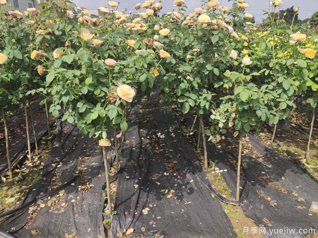 綠化苗木種植的設(shè)計思路(圖1)