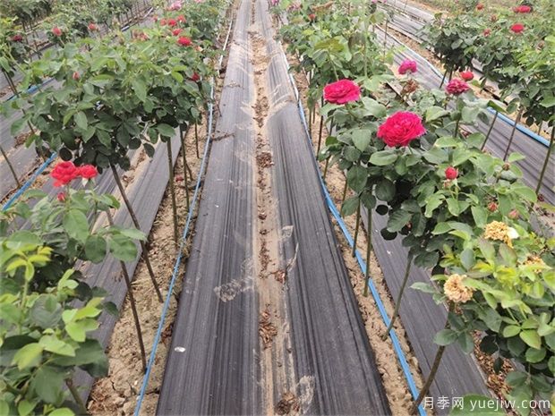 種植業(yè)是什么？國(guó)家扶持的種植業(yè)項(xiàng)目有哪些？(圖1)