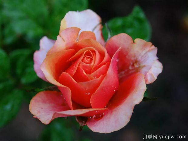 永遠(yuǎn)的艾帕索月季(圖3)