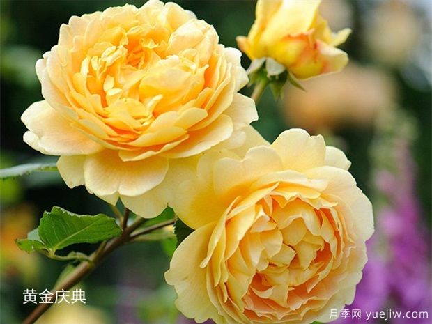 月季網(wǎng)2025年十大熱門藤本月季品種(圖9)