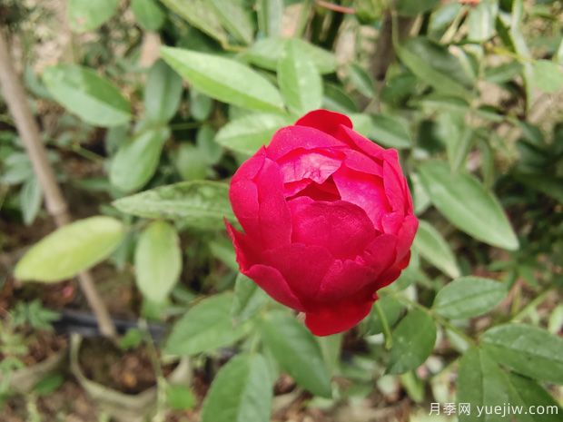 玫瑰？月季？薔薇？如何分清楚？情人節(jié)送的是什么？(圖3)