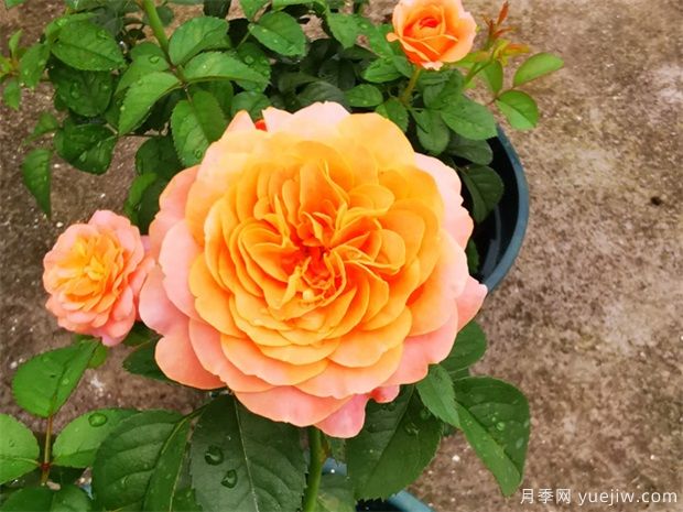 月季花上盆、翻盆與換盆方法(圖1)