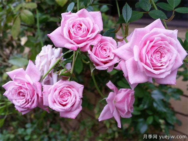 月季花可以泡水喝嗎？月季花的功效與作用(圖1)