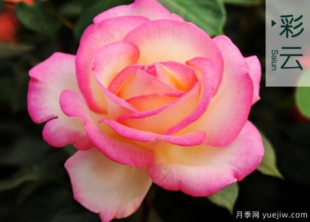 培育幼齡期月季需要注意哪些方面？(圖1)