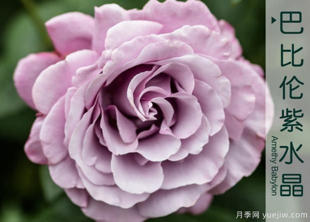 長(zhǎng)成枝繁葉茂的月季是不是不用再養(yǎng)護(hù)了？(圖1)