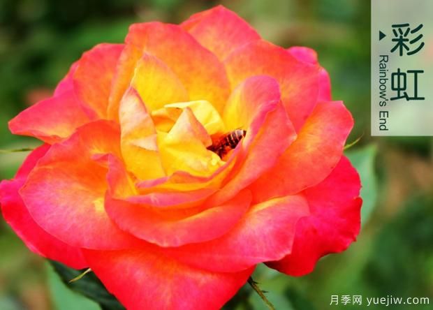 月季花的花期怎么護(hù)理？(圖1)
