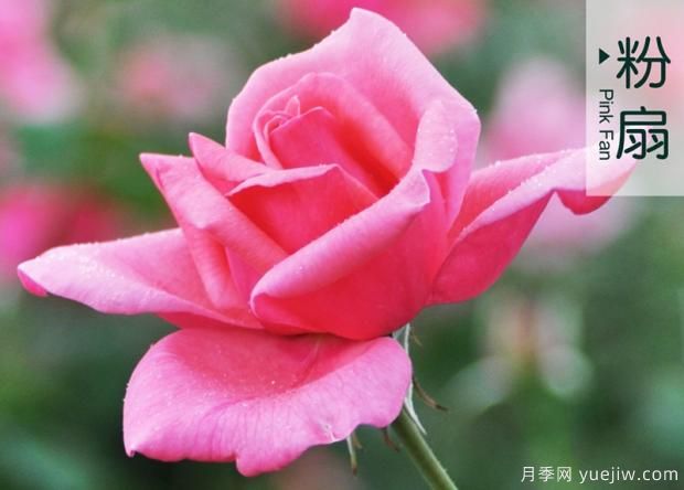打造大花月季花園？分享大花月季種植和養(yǎng)護(hù)技術(shù)(圖2)