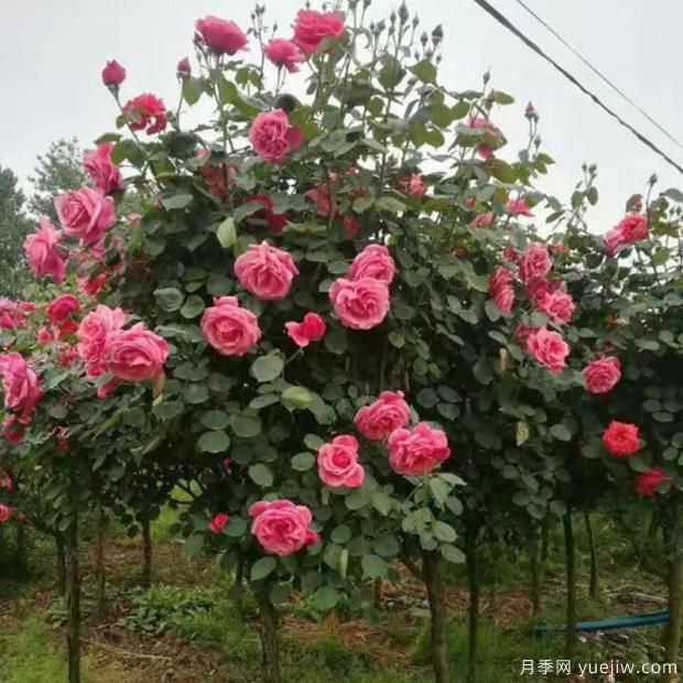 月季樹總是不長是什么原因造成的？(圖1)