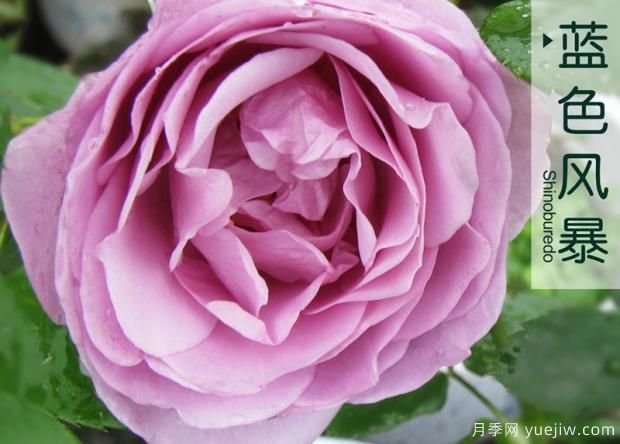 月季花有很多黃葉是怎么回事？(圖1)